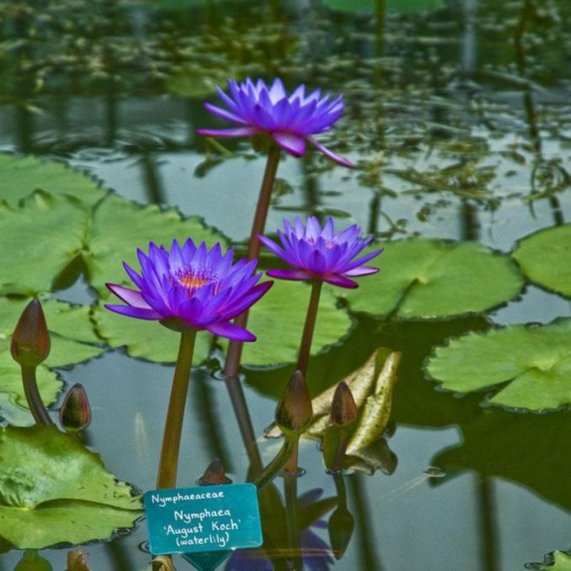 Nymphaea August Koch | Violet-Blue Tropical Water Lily Young Sprouted Tuber