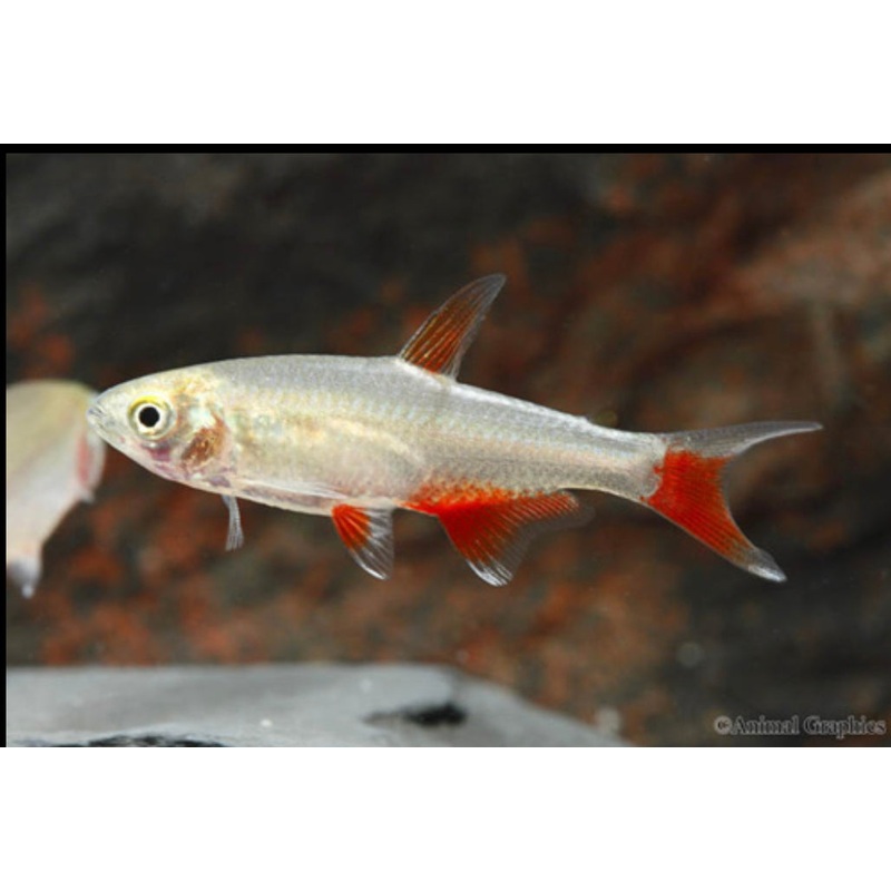 Bloodfin Tetra