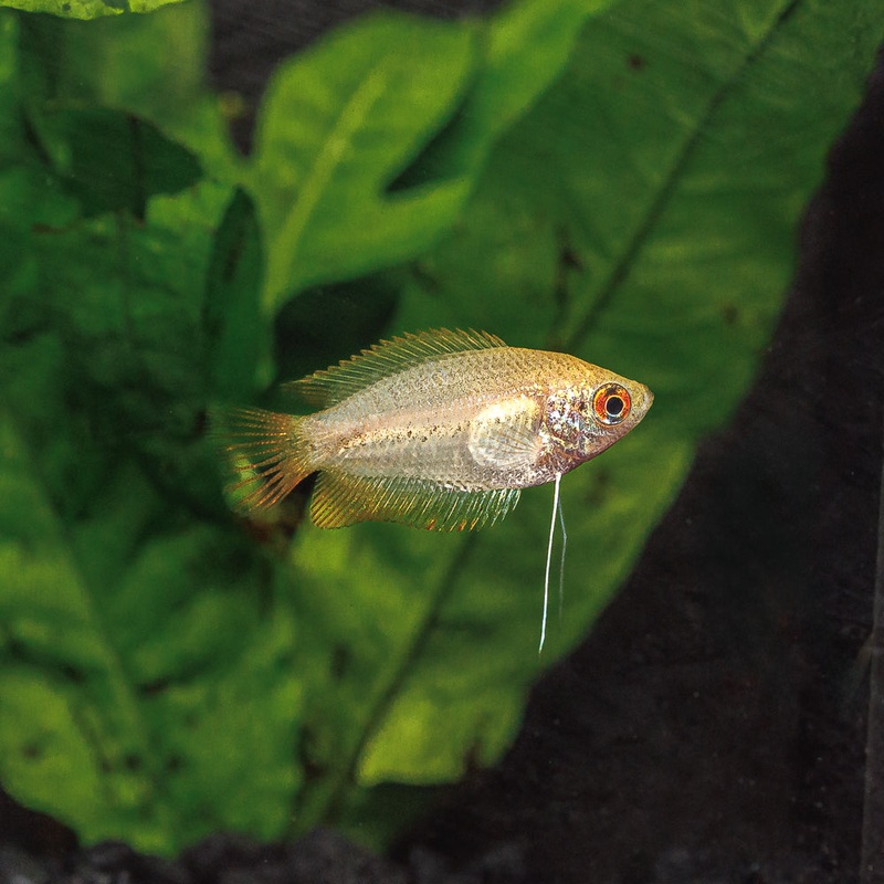 Dwarf Honey Gourami | Trichogaster chuna Imported 1 Fish