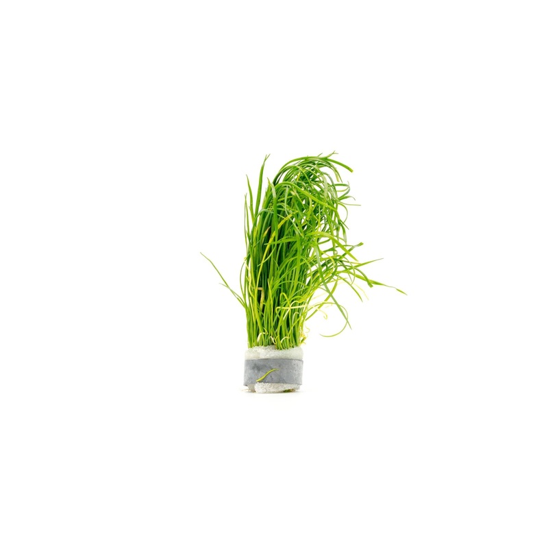 Isoetes Velata Var. Sicula Lead Bunch