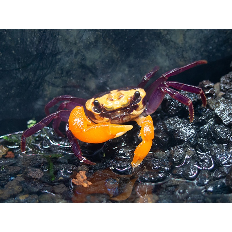 Purple Volcano Borneo Crab (Lepidothelphusa sp. ‘ Purple Volcano Borneo’ ) 1 Male Crab