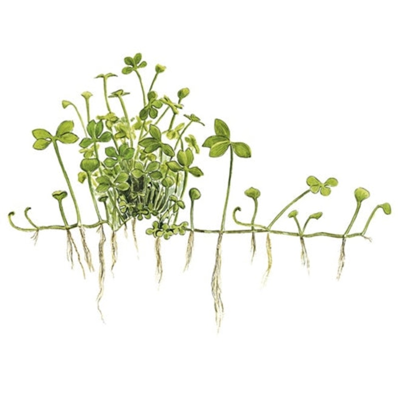 1-2-Grow! Marsilea hirsuta