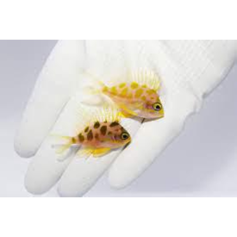 Borbonius Anthias PAIR