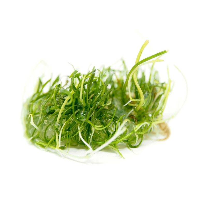 Brazilian Micro Sword (Lilaeopsis brasiliensis) Tissue Culture 1 Tissue Culture