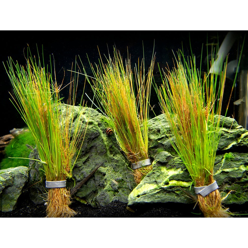 Dwarf Hairgrass (Eleocharis parvula) 1 BUNCH PLANT