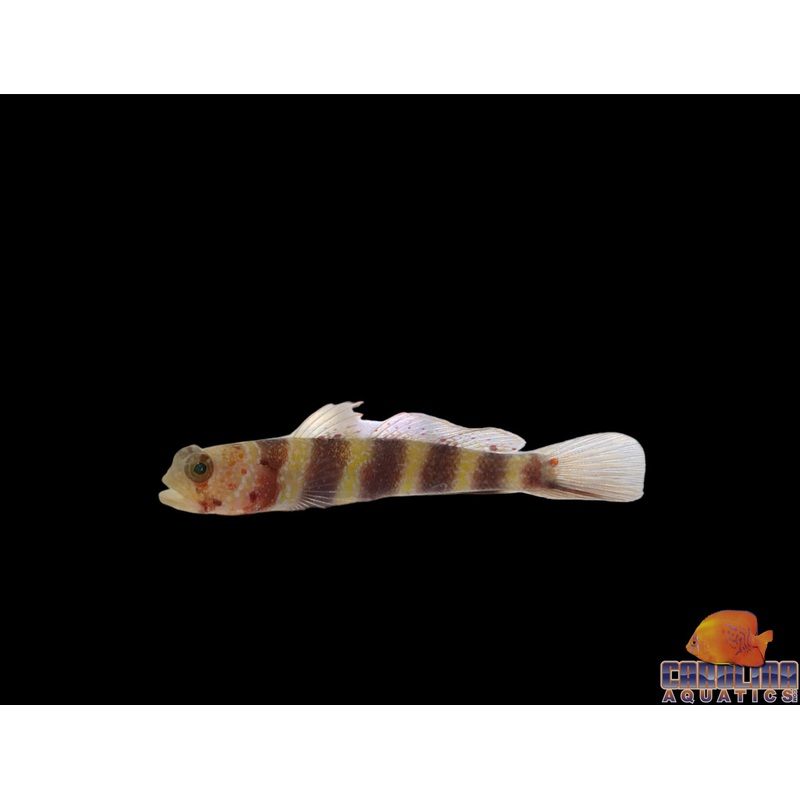 Goby – Prawn Wheeleri