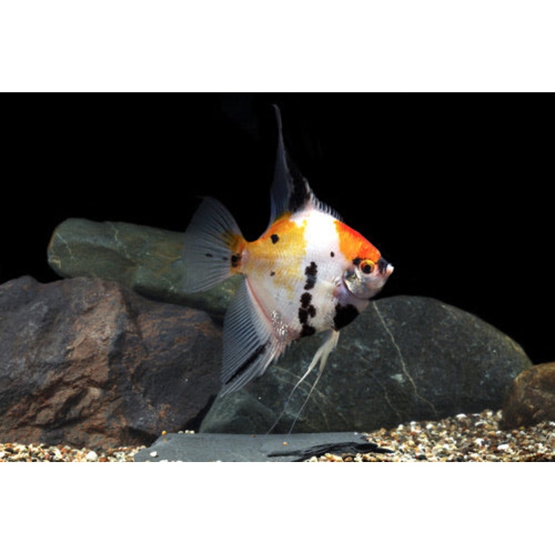 Koi Angelfish Large