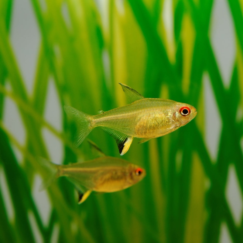Lemon Tetra 1-2cm