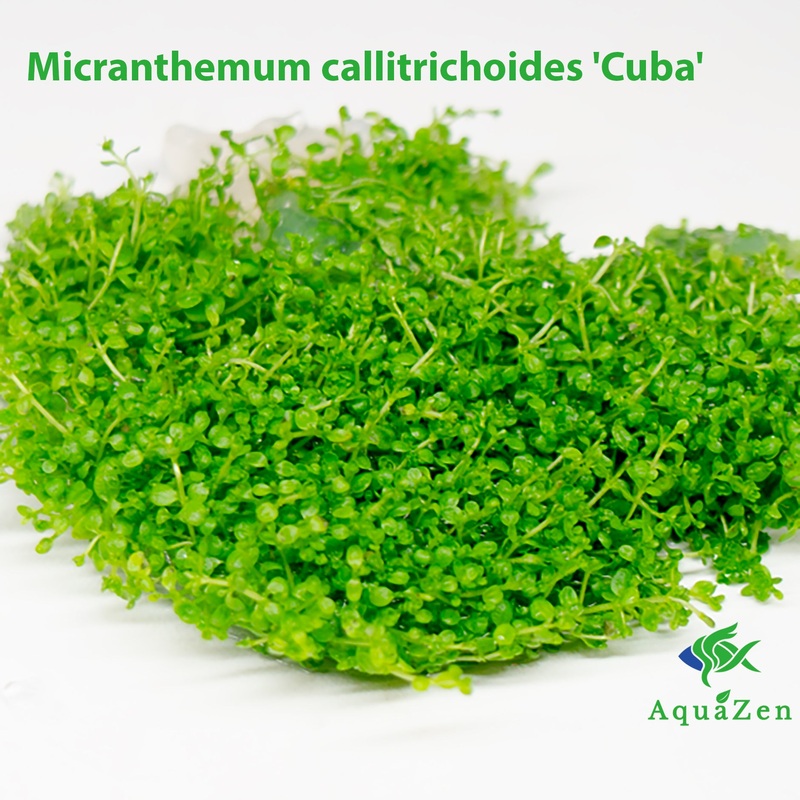 Micranthemum callitrichoides ‘Cuba’ (Micranthemum callitrichoides) Tissue Culture 1 Tissue Culture