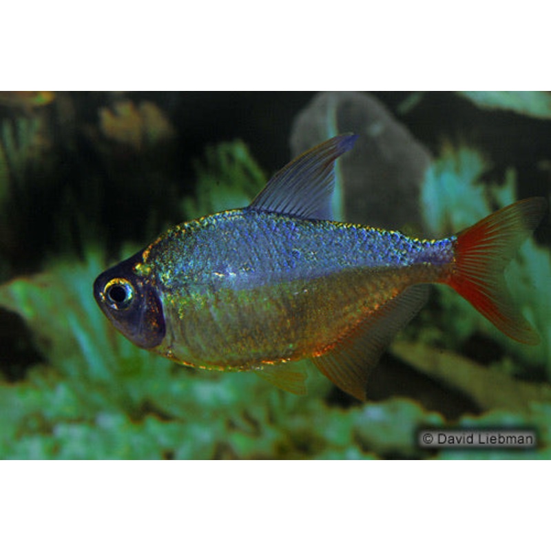 Red & Blue Colombian Tetra