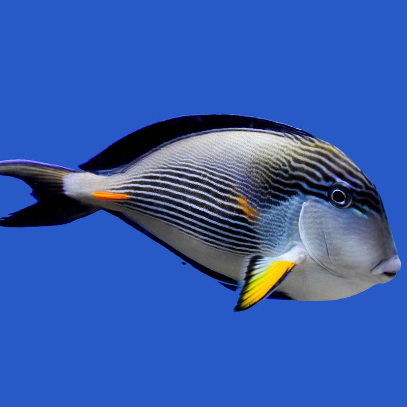 Sohal Tang Small (under 2 inch)