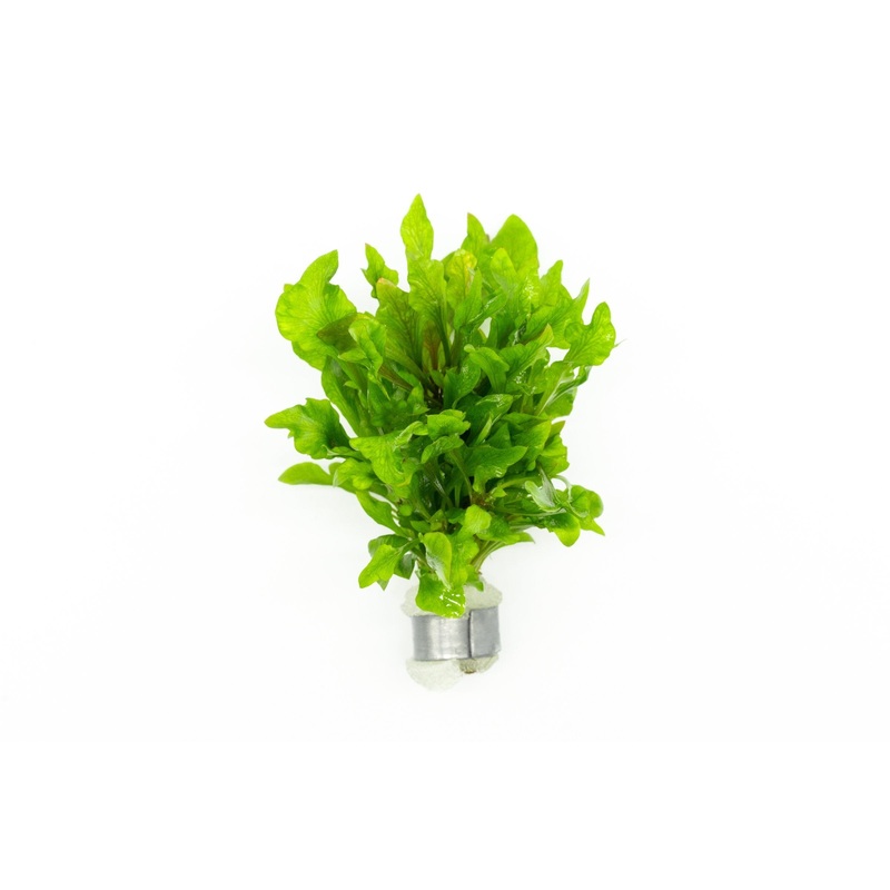 Alternanthera Variegatus Lead Bunch