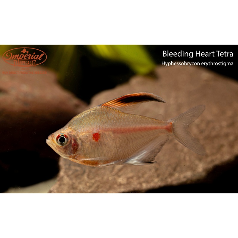 Bleeding Heart Tetra (3 Pack) 1-2″ Unsexed