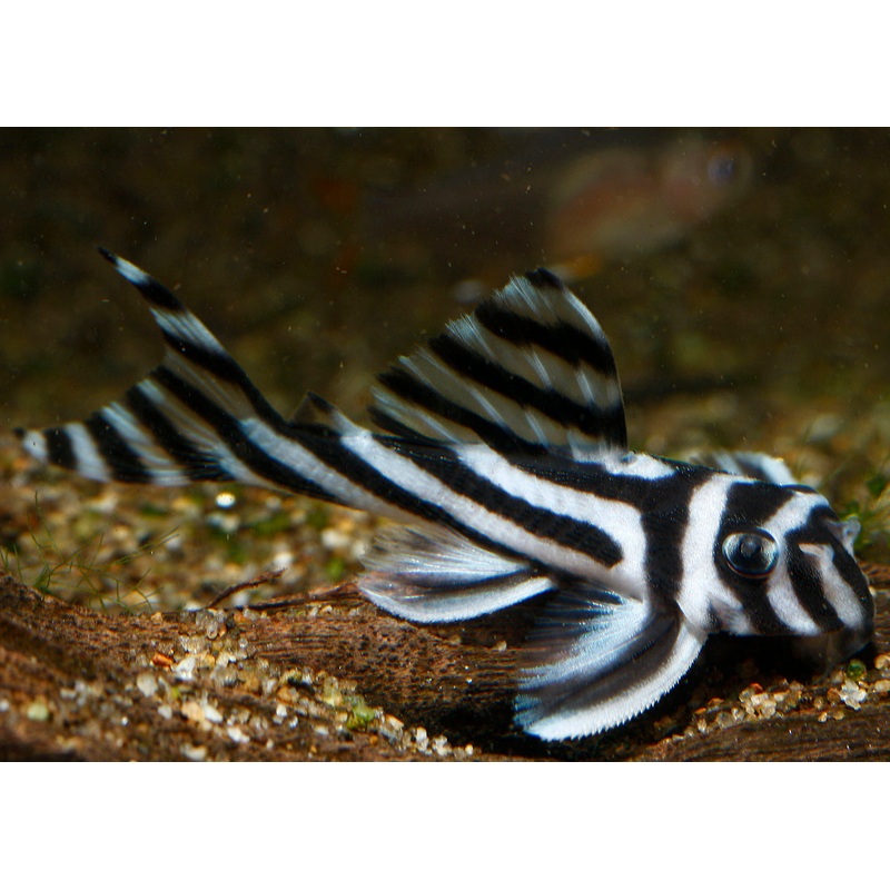 Hypancistrus Sp. L046 (Zebra Pleco) 3.5-4.5cm