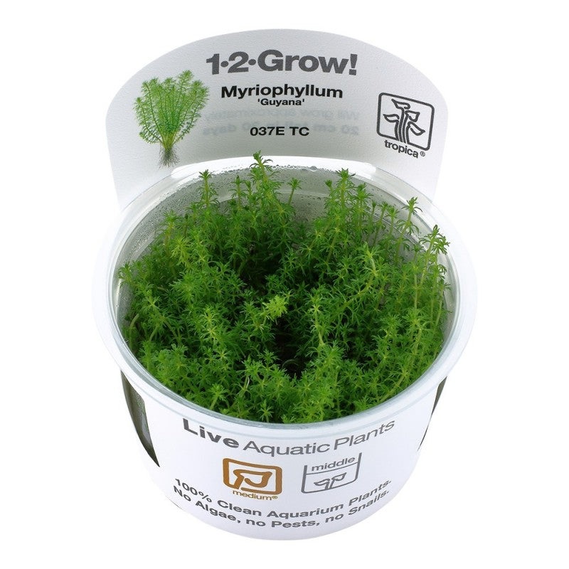 Myriophyllum ‘Guyana’ Tropica 1-2 Grow Tropica 1-2 Grow