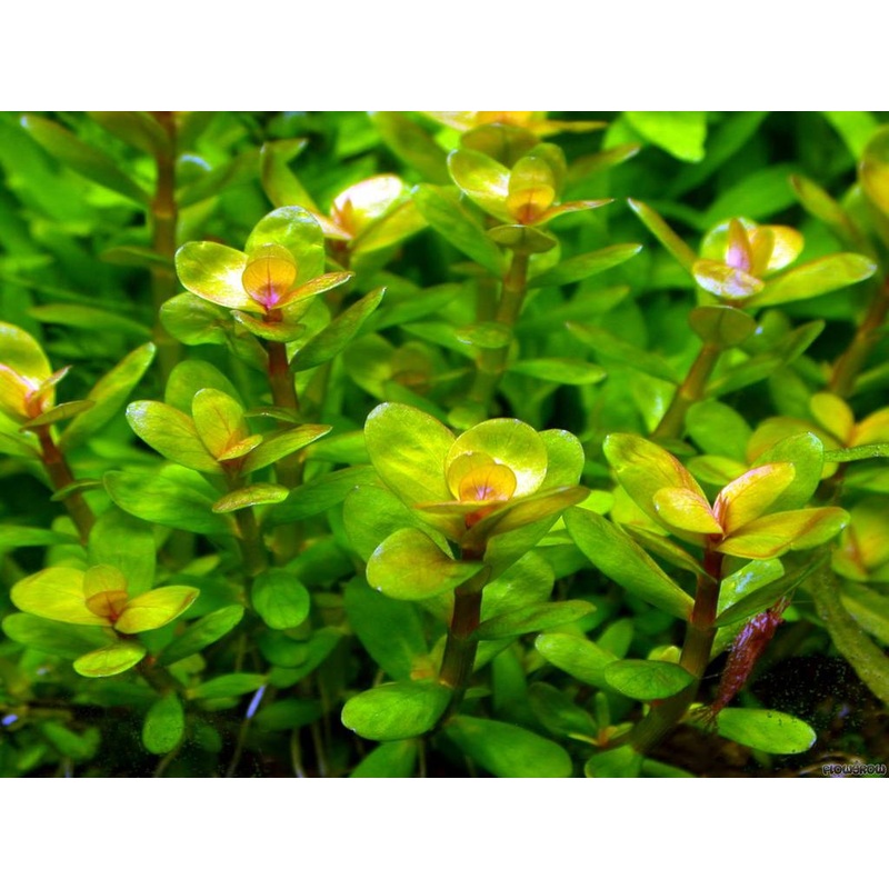 Rotala Indica Plant Bunched