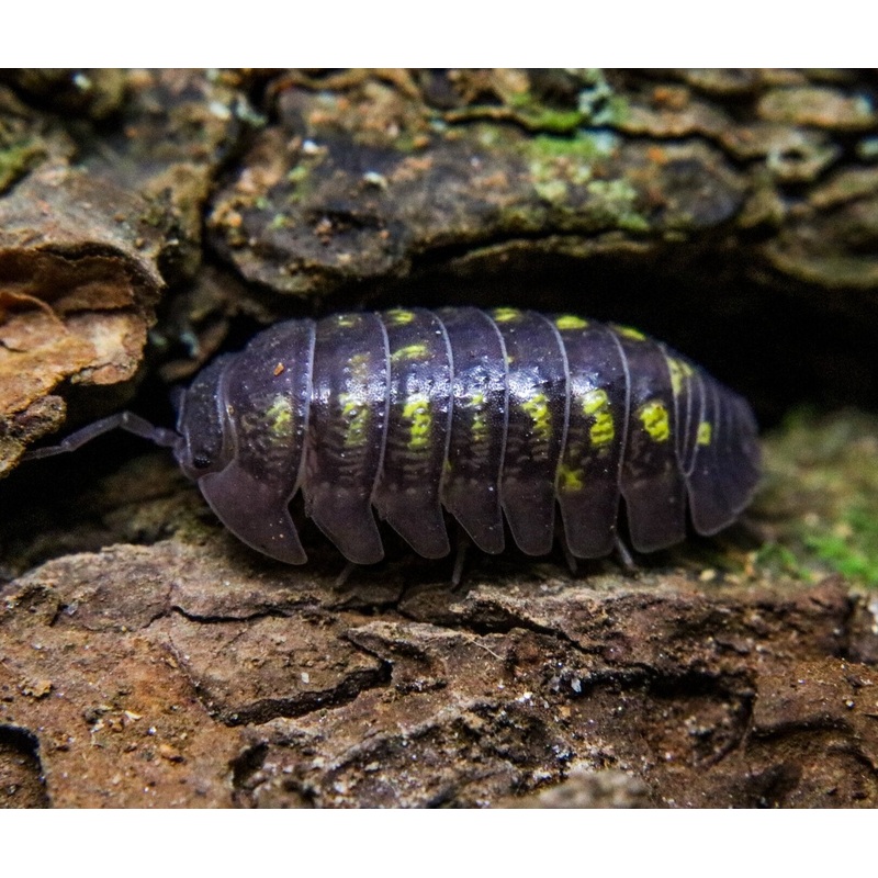 Armadillidium granulatum 10