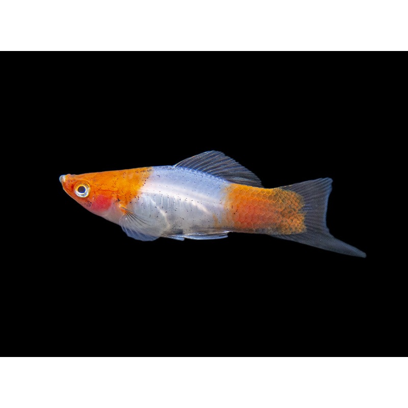 Black Tail Koi Kohaku Swordtail (Xiphophorus helleri), Tank-Bred 1 Fish