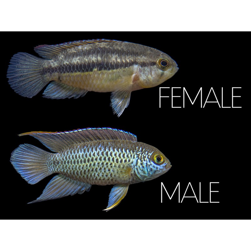 Golden Dwarf Cichlid (Nannacara anomala), – Tank Bred 1 Juvenile