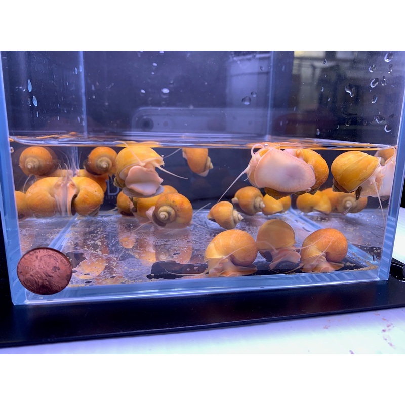 Golden Mystery Snail