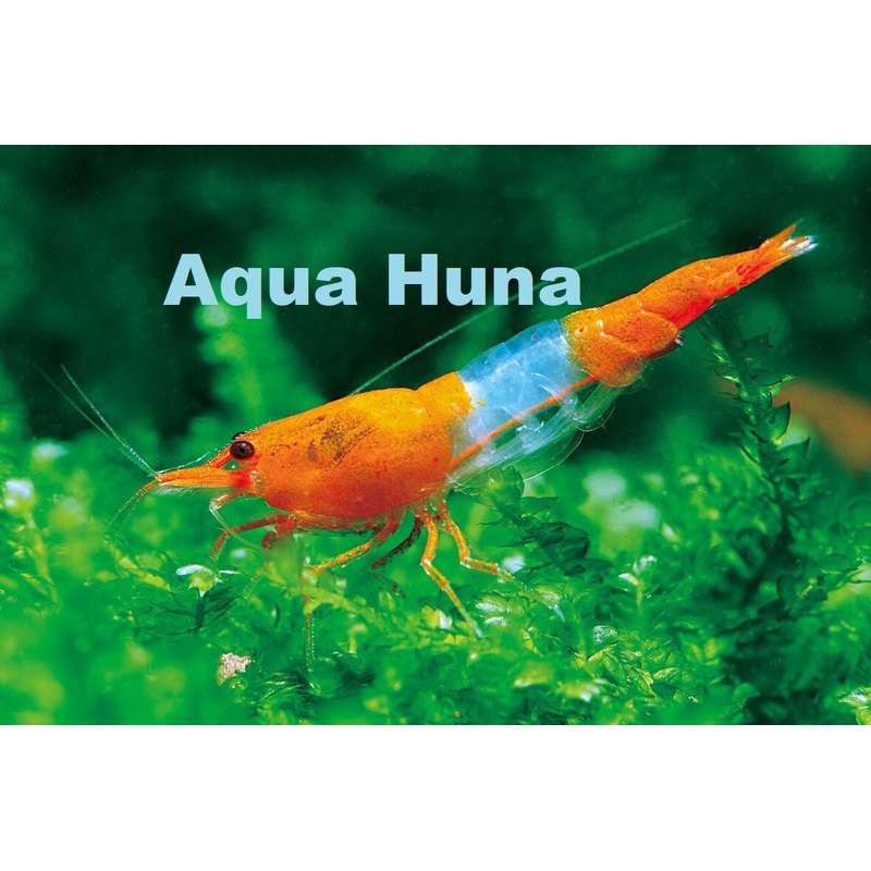 Orange Rili Shrimp