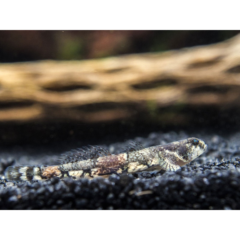 Taiwanese Dragon Micro Goby (Schismatogobius ampluvinculus) 1 Fish