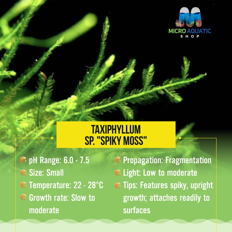 Taxiphyllum sp. “Spiky Moss” Tissue Culture Cup