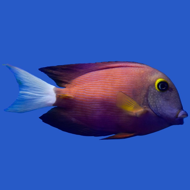 Whitetail Kole Tang Small (under 2 inch)