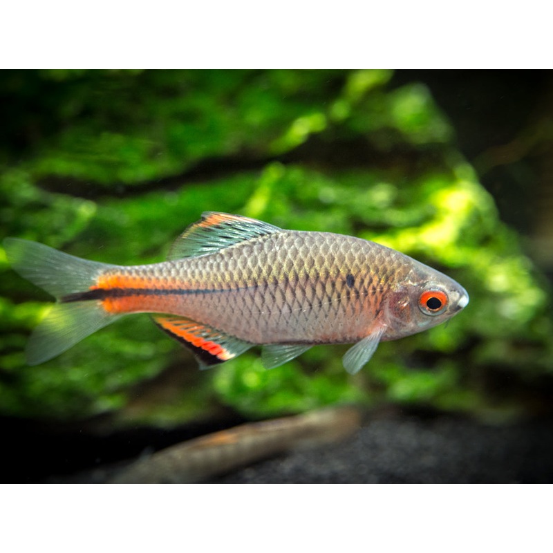 Blue Amur Taiwanese Bitterling (Paracheilognathus himantegus) School of 3