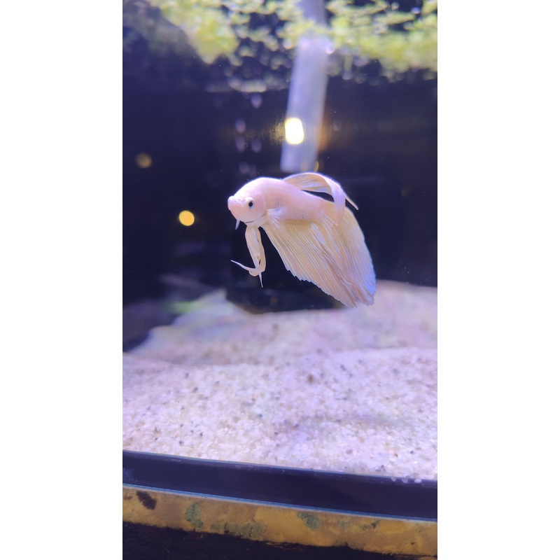 Cheesecake – Male Betta