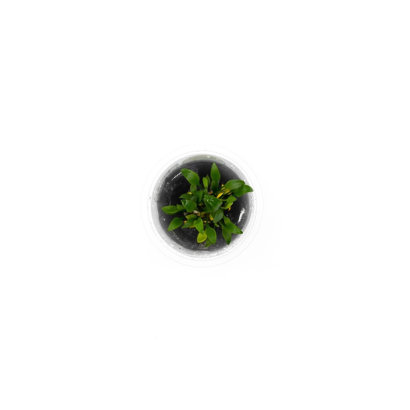 Cryptocoryne Pygmaea Aquatic Farmer Tissue Culture