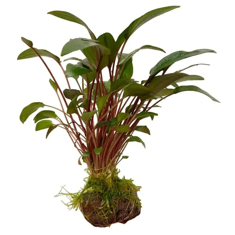 Cryptocoryne with Moss On Lava – Mini