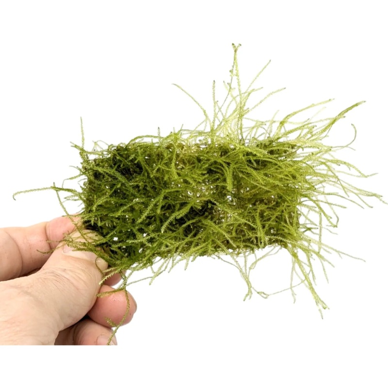 Java moss Scapers Pad – Medium (9×4.5cm)