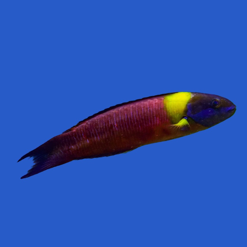 Paddlefin Wrasse