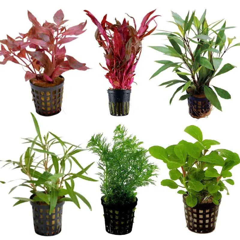 Set Box of 12 Aquarium Plants – Kantan