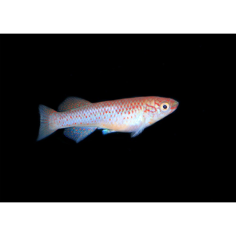 Aphyosemion Gardneri 3-3.5cm