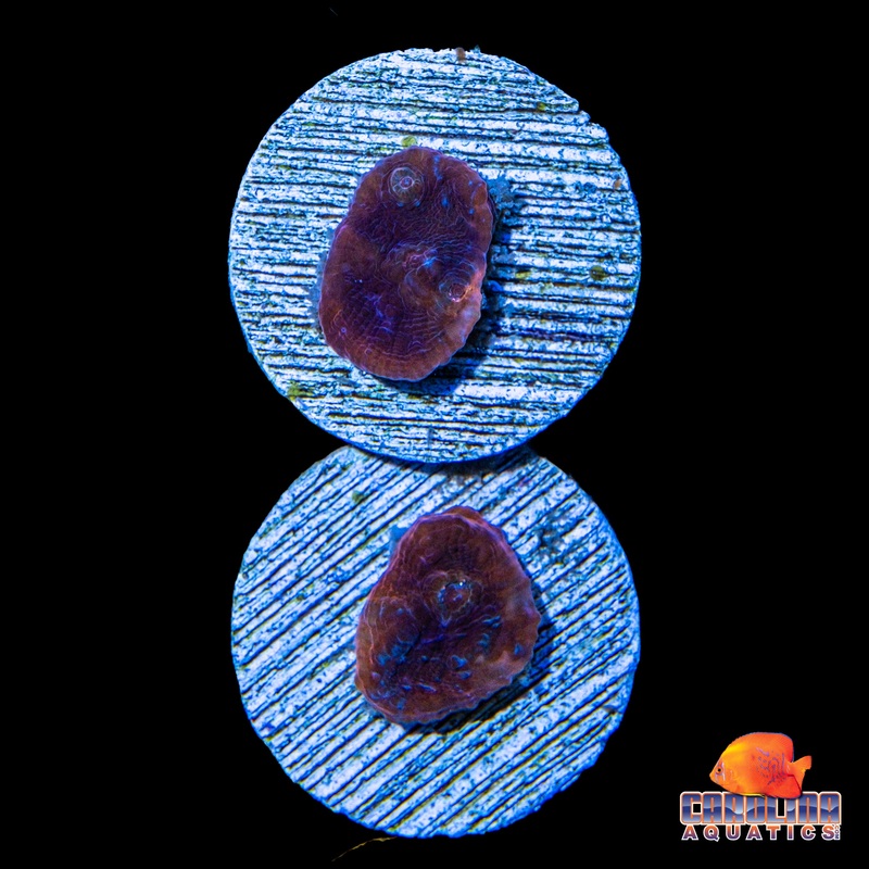 Frag – Copper Raindbow Chalice