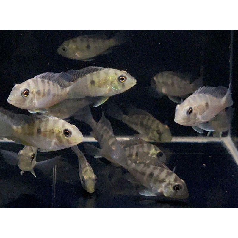 Gymnogeophagus balzanii