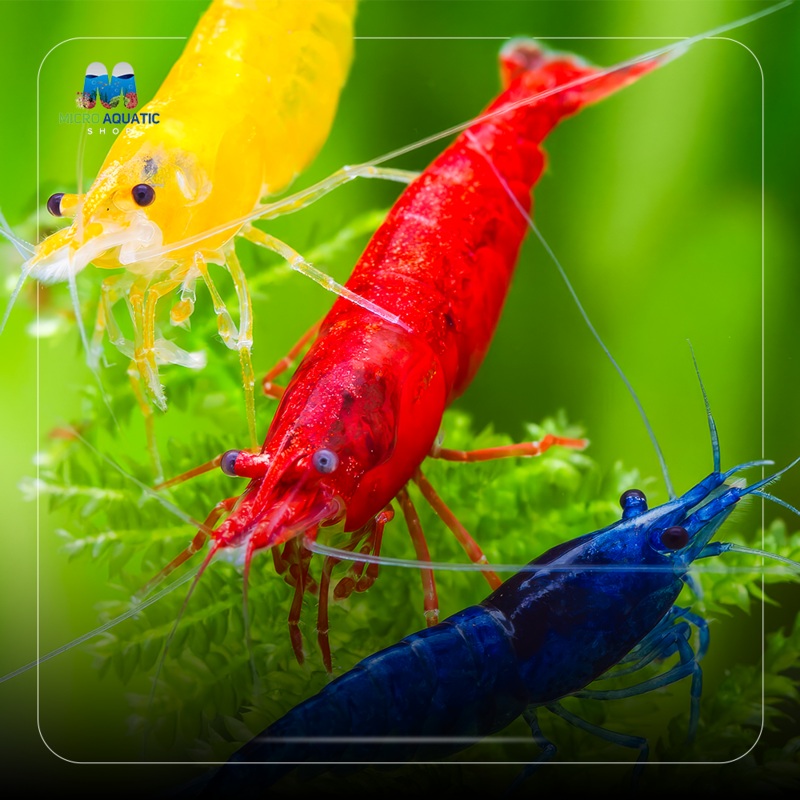 Mix Colour Cherry Shrimp Pack 10 juvies 1cm