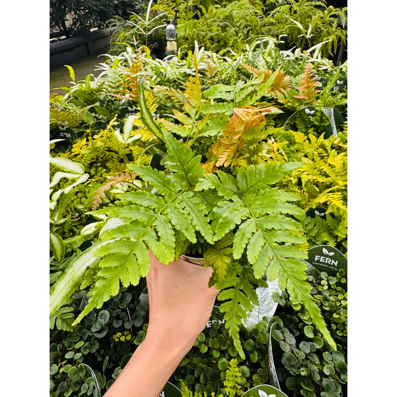 Terra-Autumn Fern DRYOPTERIS ERYTHOSORA 1 Pot dia 7cm