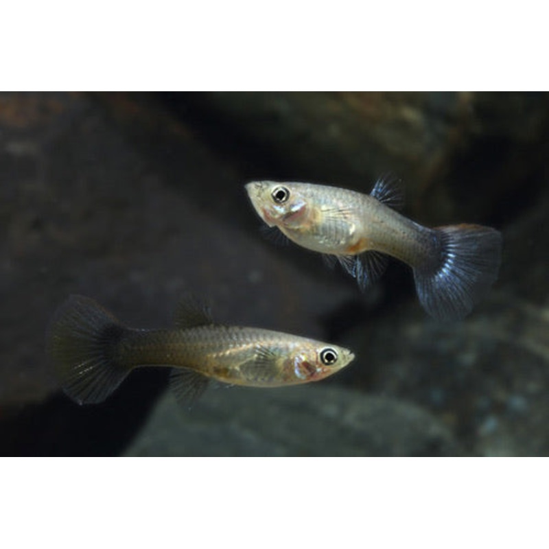 Assorted Fancy Guppy ( Female)
