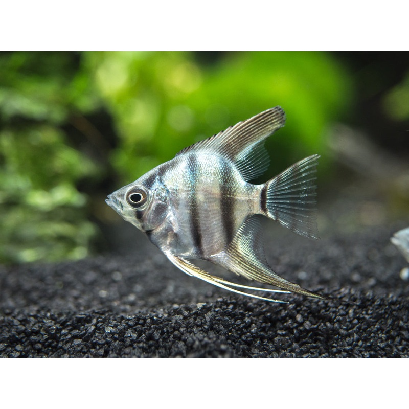 Blue Zebra Angelfish (Pterophyllum scalare), Tank Bred 1 Fish