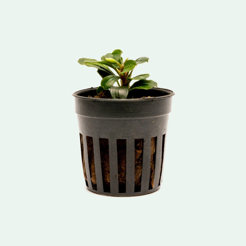 Bucephalandra Apple Leaf