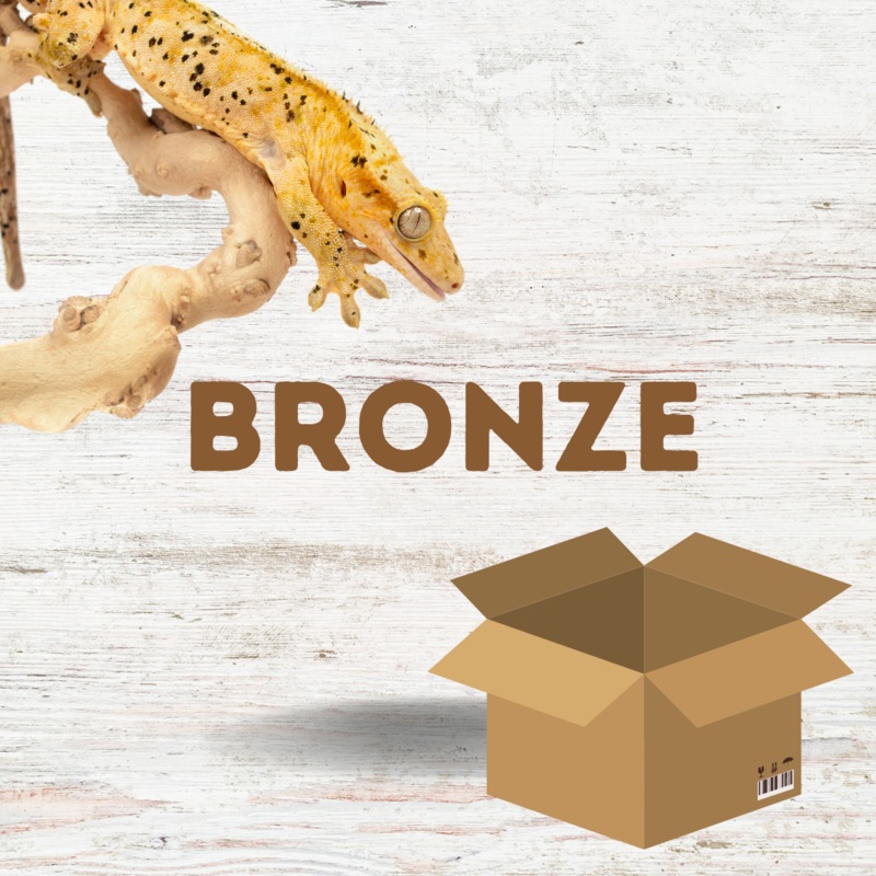 Crested Gecko Starter Kit – Bronze (45x45x60cm)