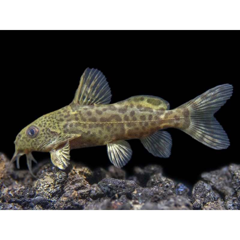 False Upside-Down Catfish (Synodontis nigrita) 1 Fish