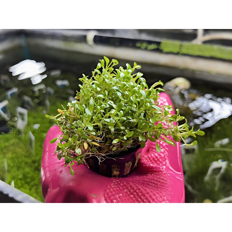 Glossostigma – Potted Plant