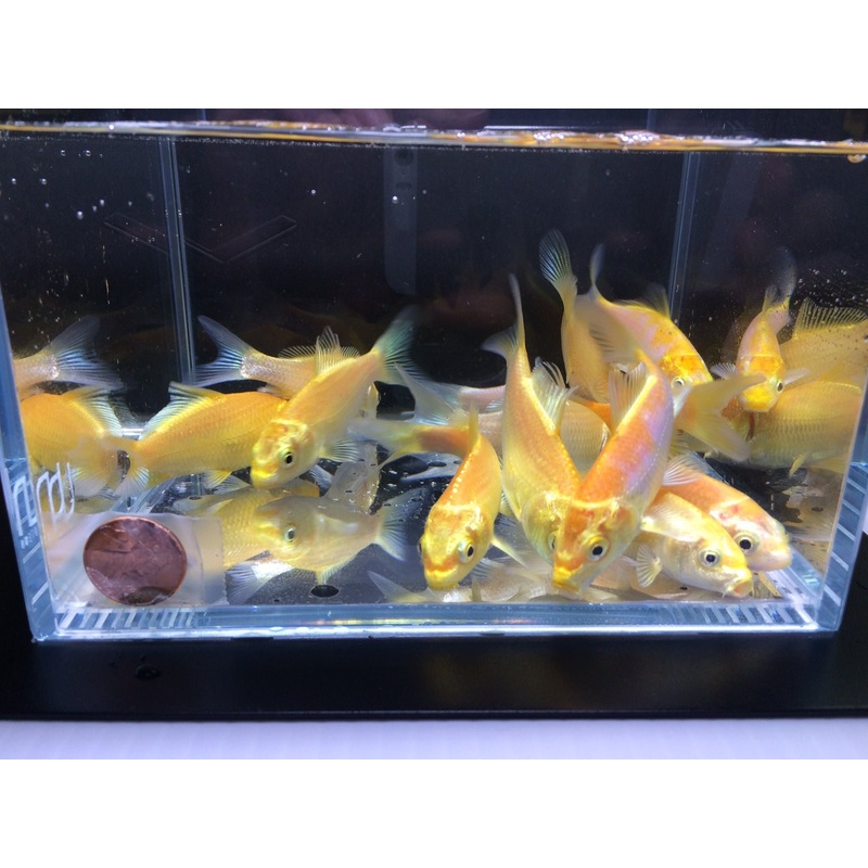 Gold Ogon Koi 3″