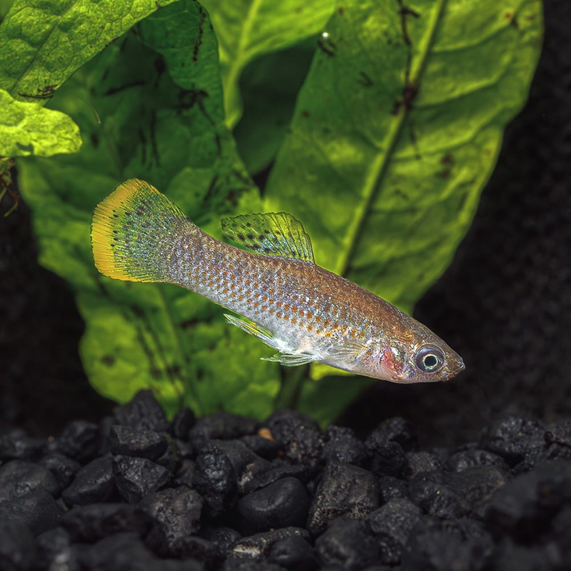 Pacific Molly | Poecilia butleriis Imported Male