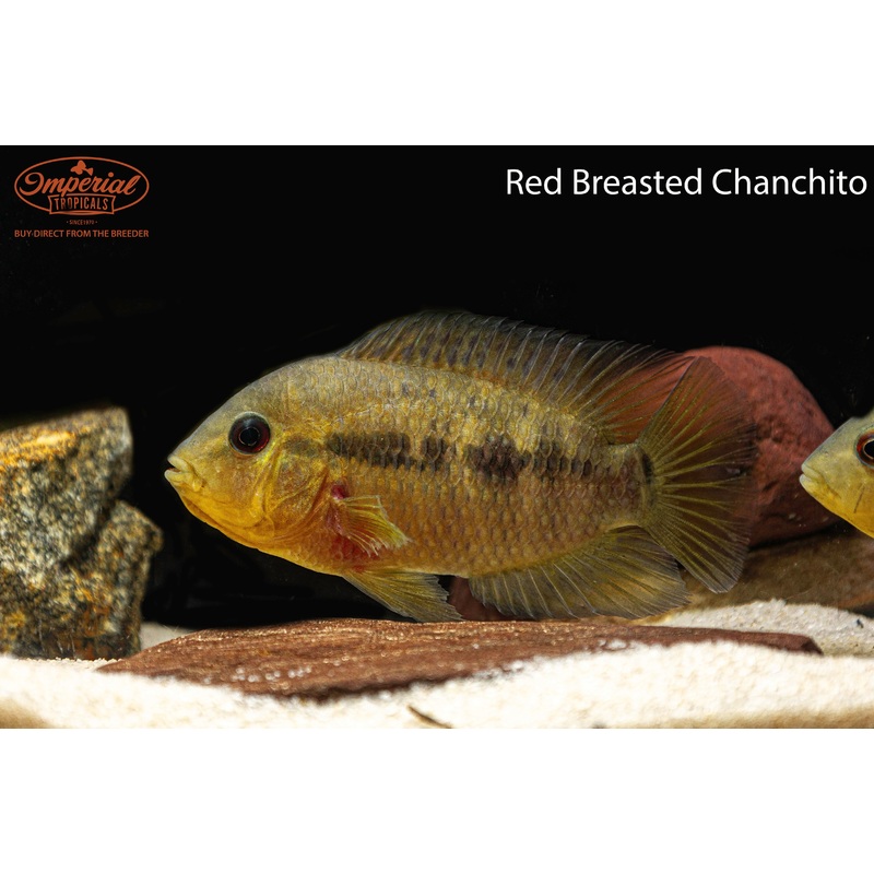 Red Breasted Chanchito 1-2″ Unsexed