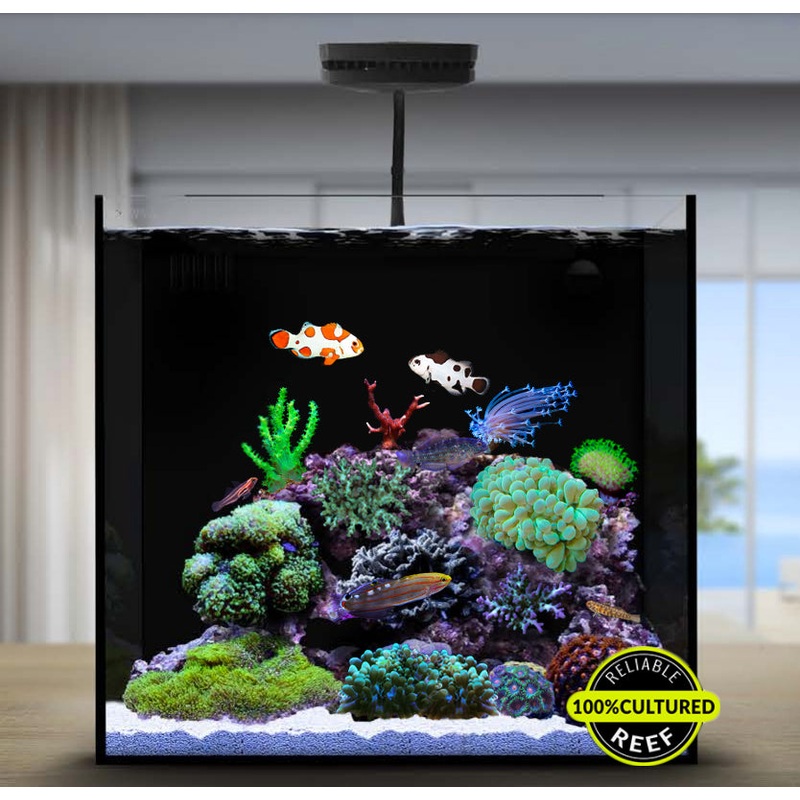 Biota Aquarium 2.0 – Nano Reef Tank